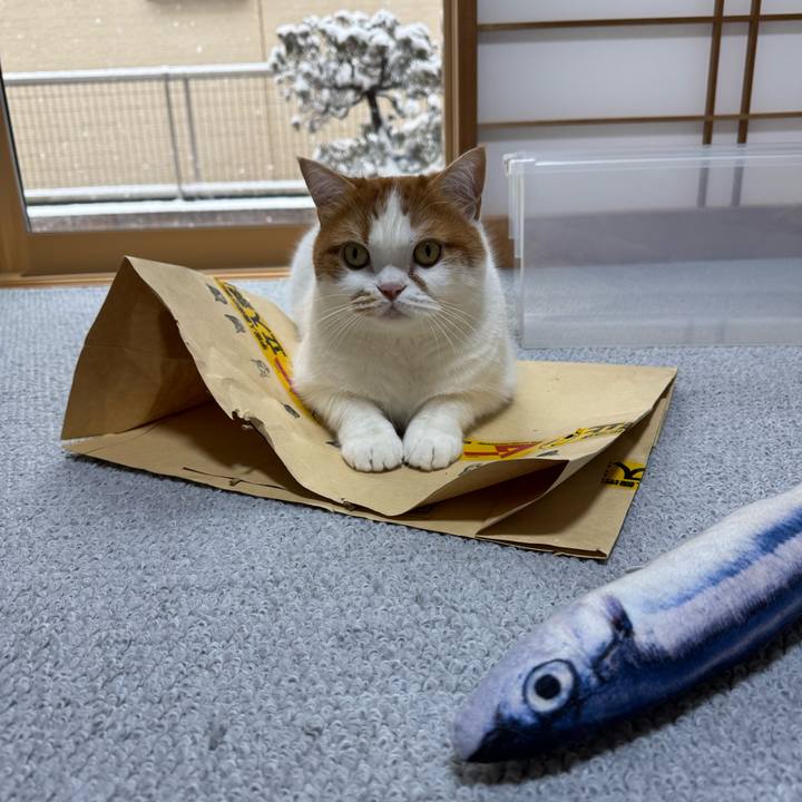 528a06fe 8642 460d b551 5b40461d6e39 1770507073225