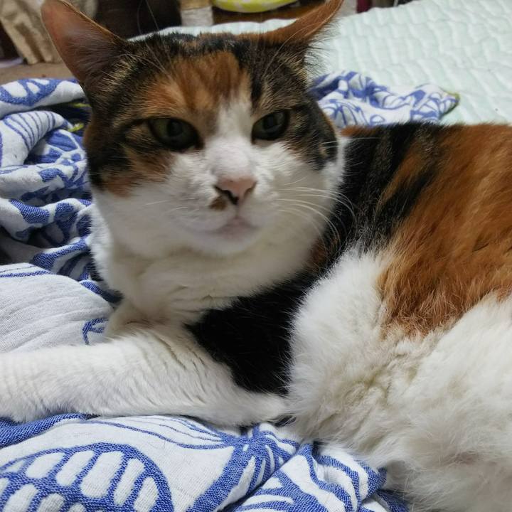 528be128 b732 4127 a78f b4155315d32f 1534888493647