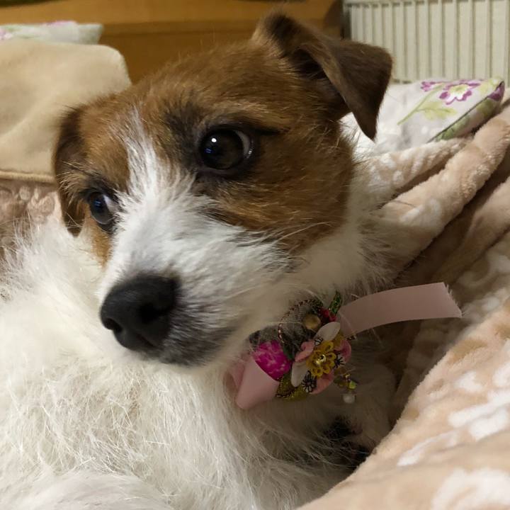 528c3558 c275 4243 9ff5 1cc9c5b0314a 1515406198297