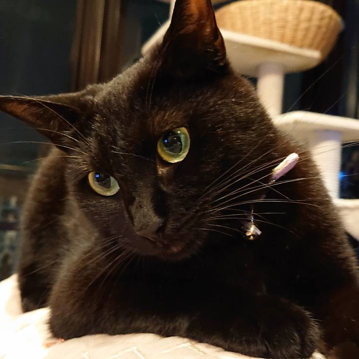 528ca7e0 5c79 4b36 a23e e1b800e3e93b 1572068470791