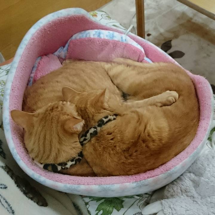 528cece6 5b8f 4800 bb88 97e04762c85d 1542885868950