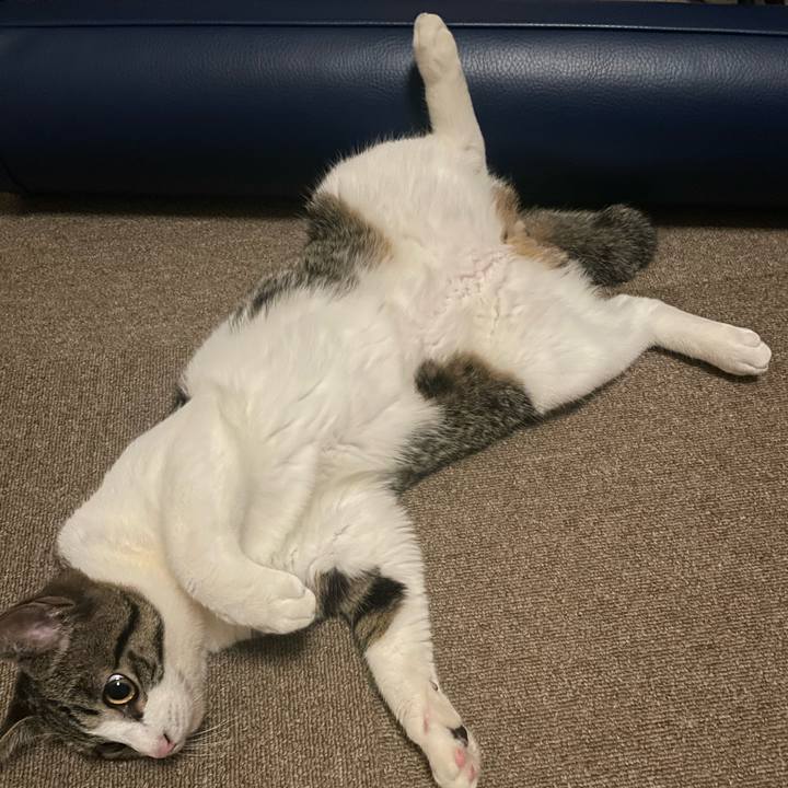 528d649a 2551 48e9 8a53 a2b5b26f21d3 1739750966510