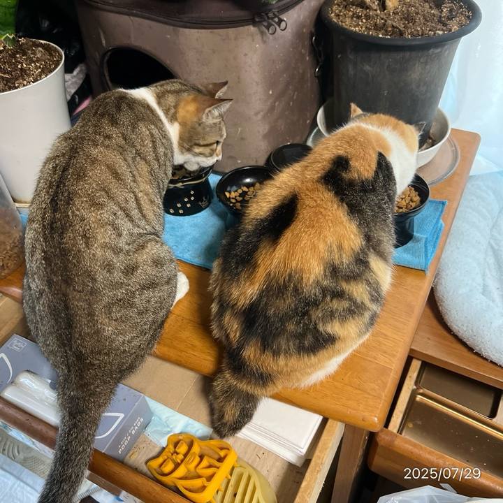 528e527f 1499 419f 9ded f2fe71cf92f6 1753740543279