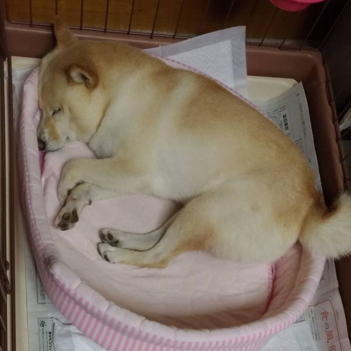 528f6096 4ec8 4a0c a137 beda09712746 1597410726918