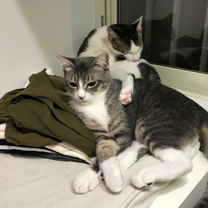 52909794 fdf6 4d28 bf70 6487b9c030b1 1536625540600