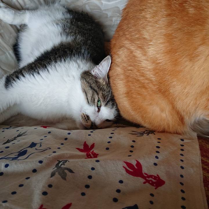 5290c084 da59 42d9 a19e d2b302de028f 1629972759551