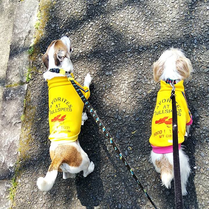 5291402d dc14 4a60 9000 37283d85068e 1554530370914