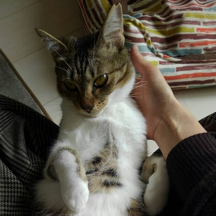 5293e70d d098 4081 b5db a2f6ef8166f3 1540517089626