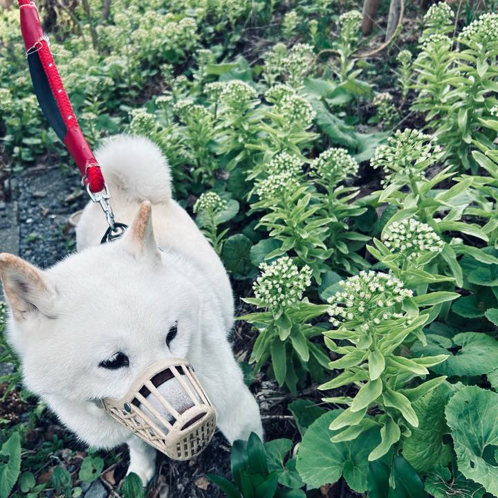 529524df 4cea 4619 ae79 88a6dba0763b 1745269865766