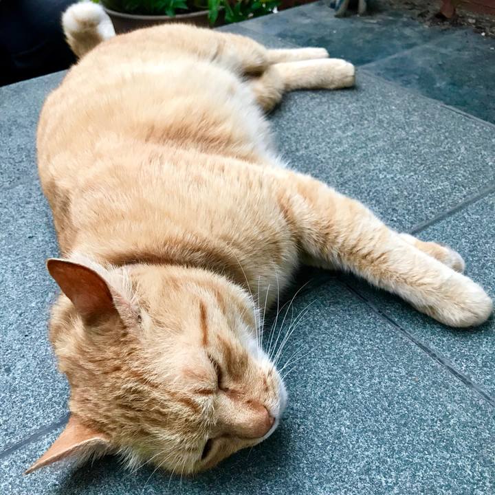 5298ddcd a259 4eac b7d4 7c0a6e0274b2 1526377913659