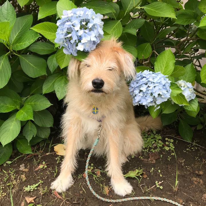 5299a639 f216 4f88 bf80 4485e8d630c9 1560308510018