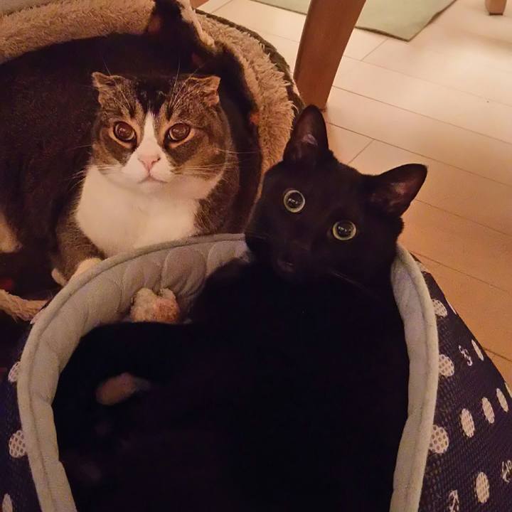 529a88c8 9a4b 4b6d b6b4 8754ad09ed9e 1552662868811