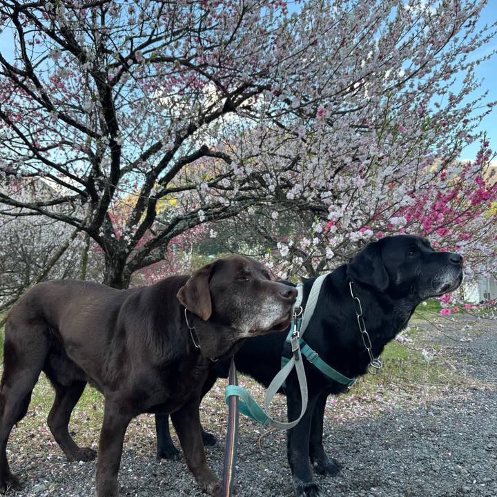 529af648 d005 4420 9bc6 f5423fa5b71c 1776864506221