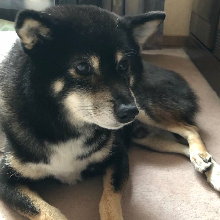 529c3a63 93a4 45ee acc1 9830d09511c4 1596578947254