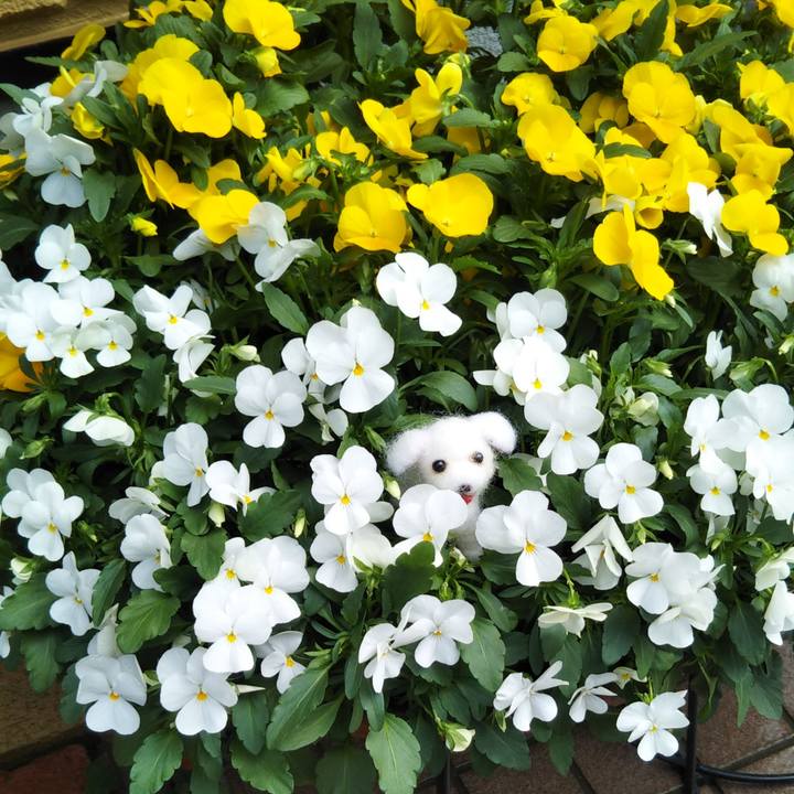 529c545f d5a4 4310 b985 6a6b62afa267 1617425004439