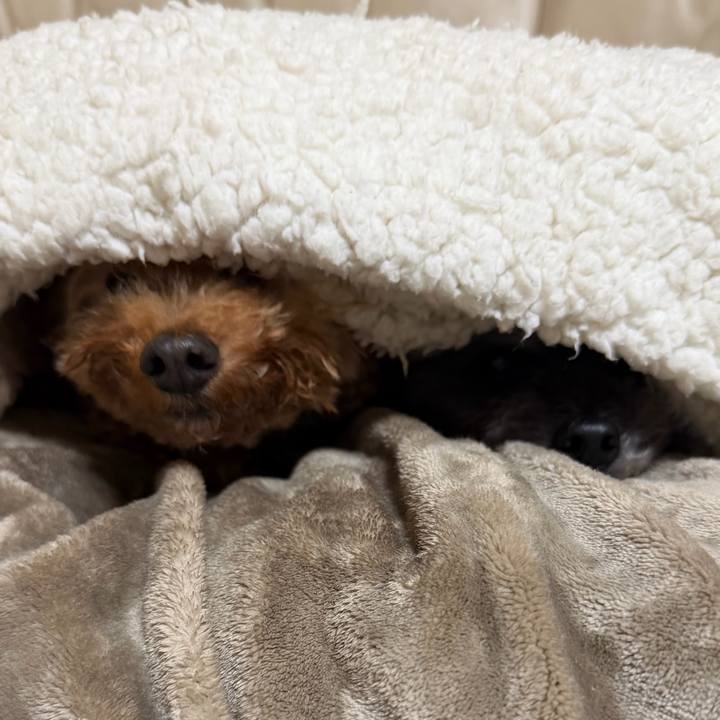 529d1c48 2a77 4bca 855a 9addaa626bee 1770078748575