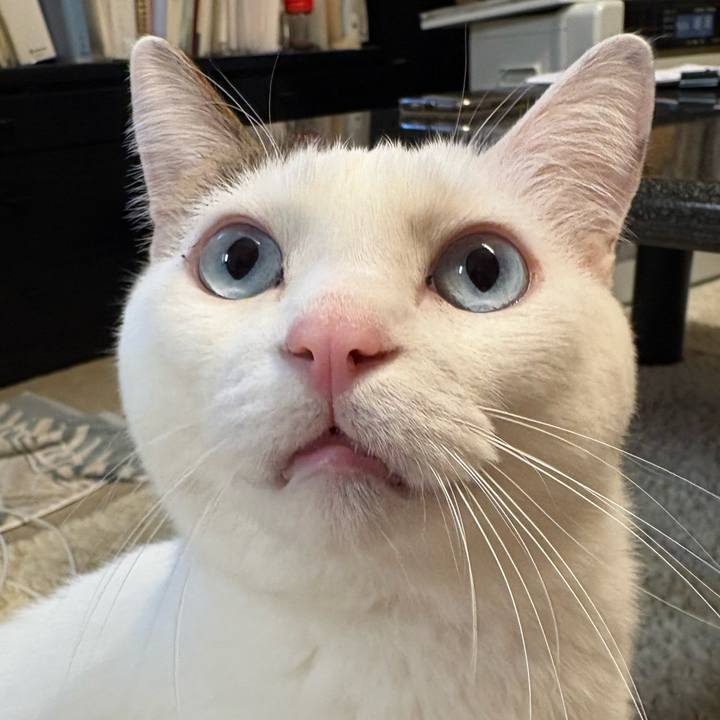 529d87cf 45b4 4d54 a4cf cfe895d259f0 1738625971519