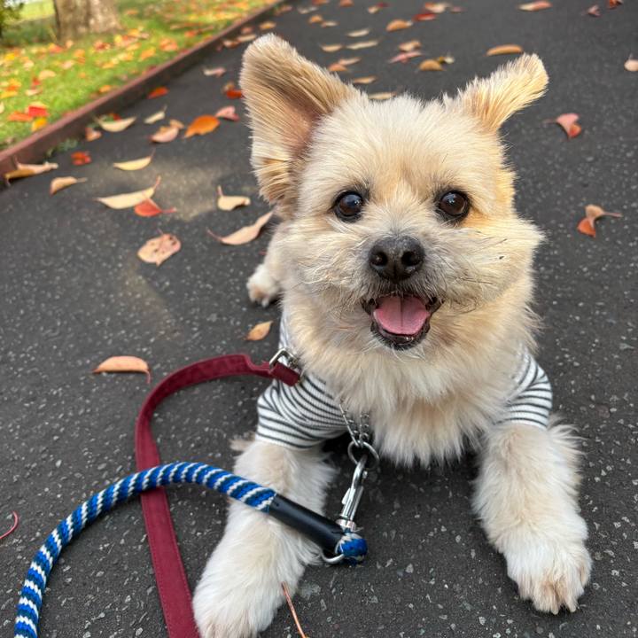 529ecb0d fc4f 4b1f 8a6a 8681fd57d77f 1761810847297