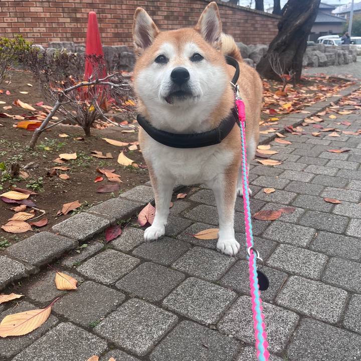 52a255d7 d3b9 4372 b86f 8183011df2a0 1702261989763