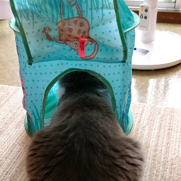 52a319fa a4a4 41e5 bb3b c1533adad50b 1594439682661