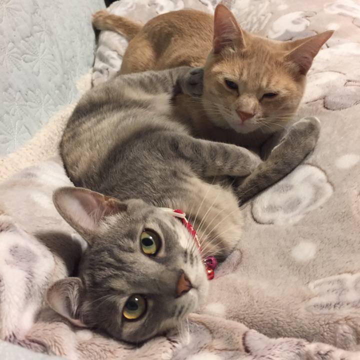 52a492d4 4e06 49a1 8edd 4e910c22199e 1555486572416