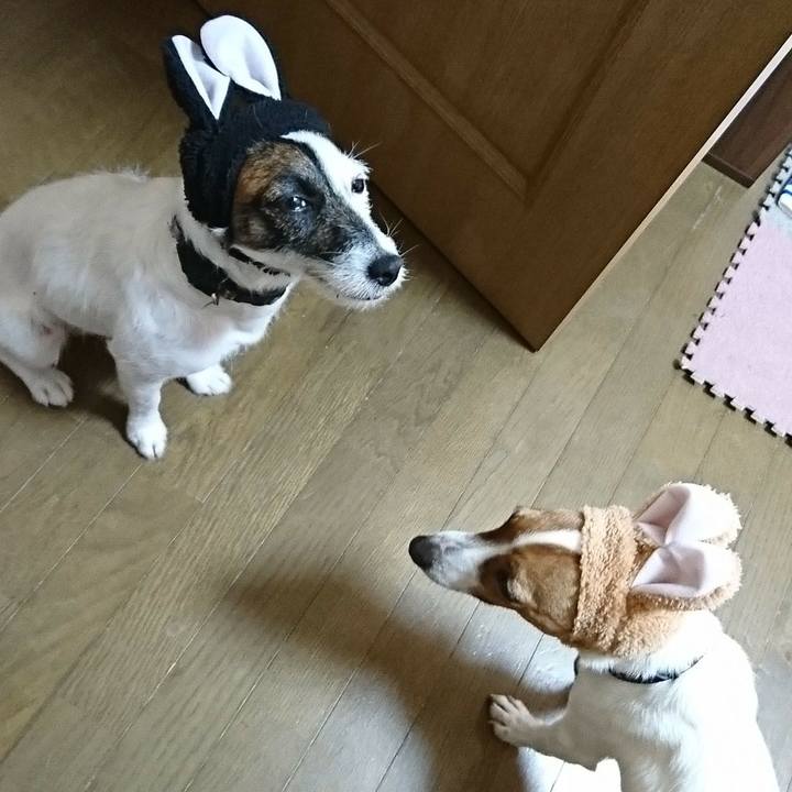 52a5956a 6b65 467d a07f e6fe0eb9b9dc 1525064266244