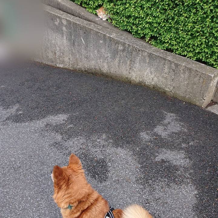 52a81ccf b13c 4ded 9ea4 e077d7ed1810 1619954530858