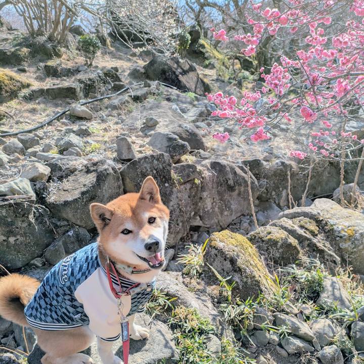 52a82cd9 87a8 4ca6 a74f 7578698cff83 1740658999178