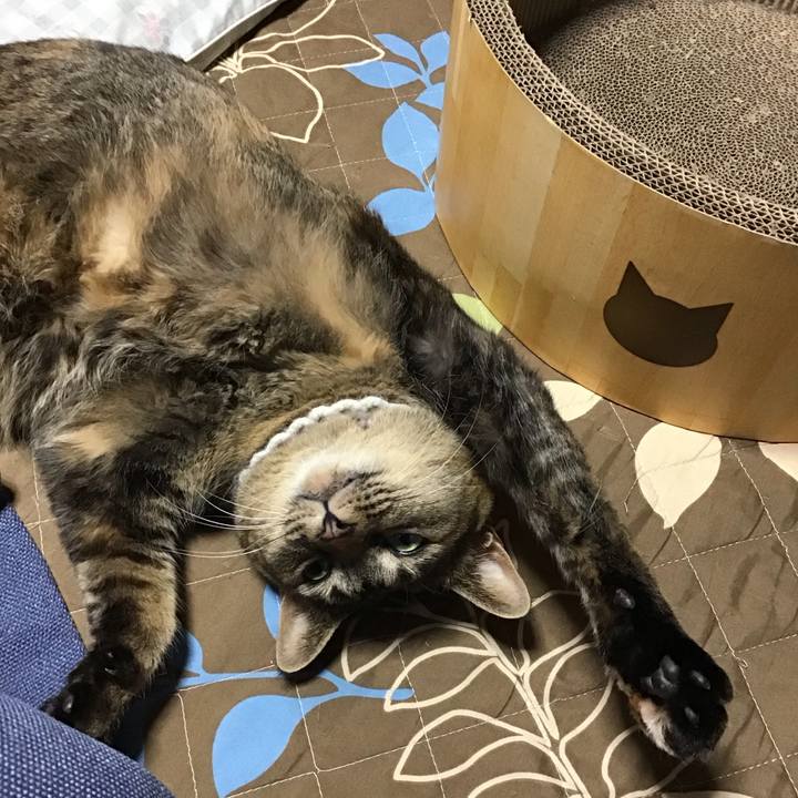 52a88e31 15c7 450d 9cae b00093a71ef7 1741425819272