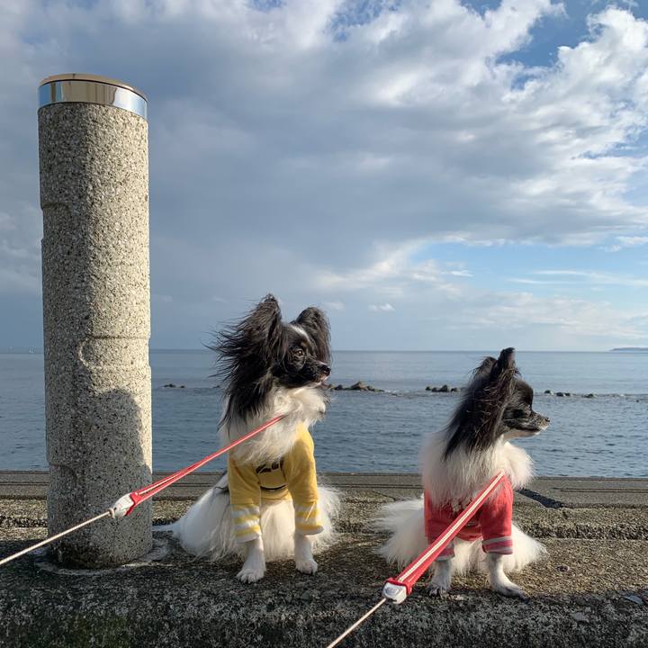 52aacf59 fb6c 40ec 9121 0431a79645e3 1544945621621