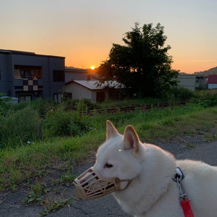 52ab95ca d624 4bf4 8951 f3fa7bd93e6e 1596399031608