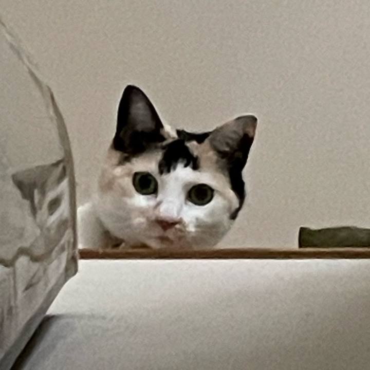 52ad0fea 0c97 4c85 8b9b 0335567d3edf 1746062831835