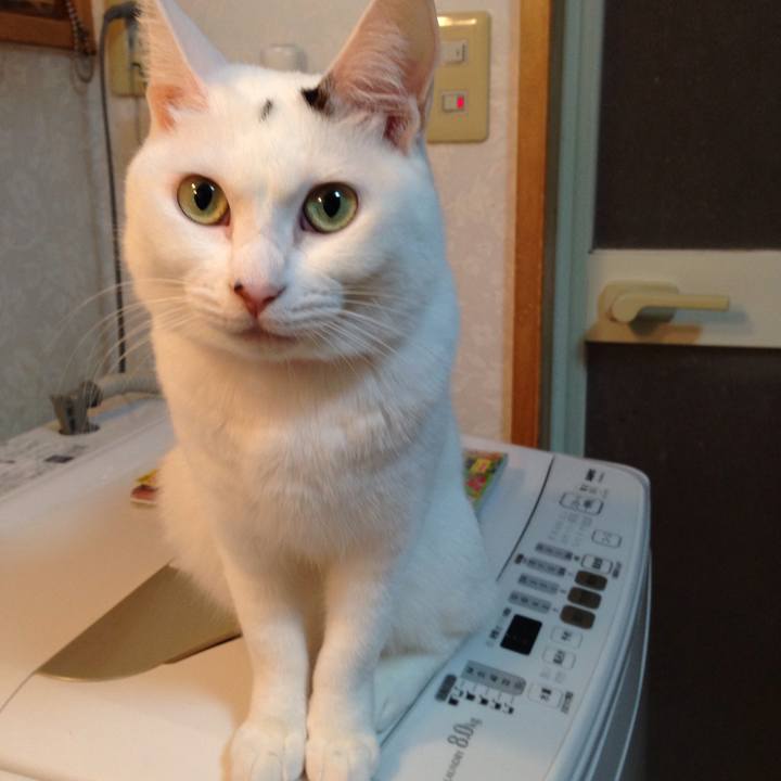 52ae2e00 1f01 452f a514 c4705444d915 1508187239128