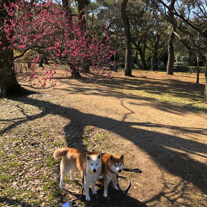 52af4956 6a1d 4089 b1a2 f1c62d1c881e 1549086736830