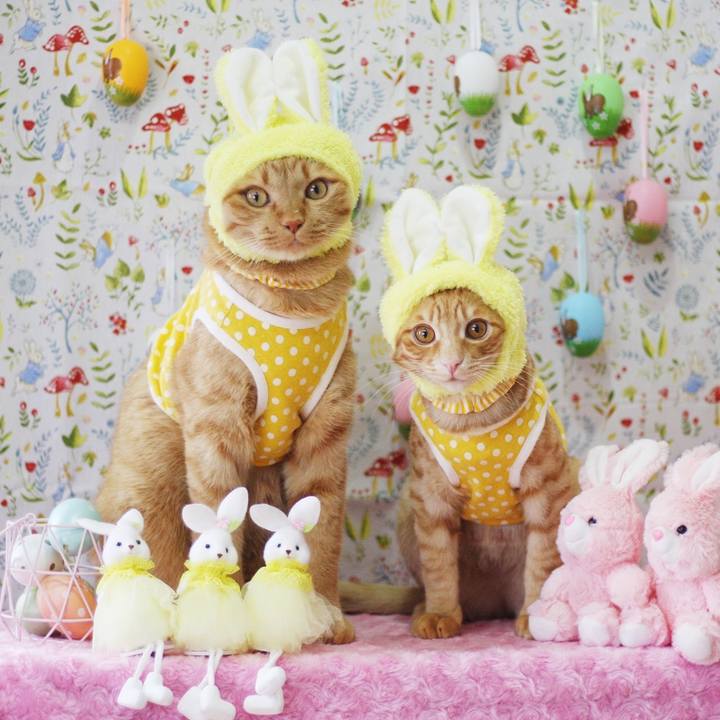 52b2326c 1d9b 405b b2ae 77454a3903ab 1680663297684