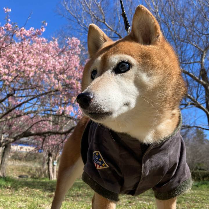 52b26deb d428 451b b37f 98d6c35de206 1709102289905