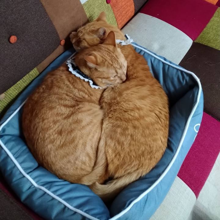 52b4ecea d82c 4692 88dd 1a193391c539 1594889925557