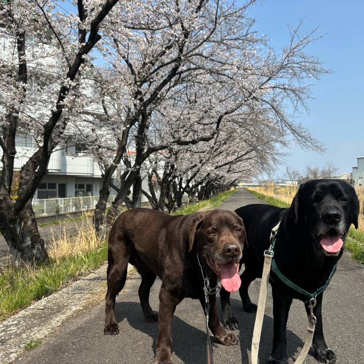 52b4f7e8 4ba6 4900 a403 93e02f9ff444 1774868069664