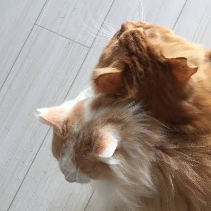 52b55192 68b7 4970 9bdd 1feaac1c380f 1549060194774