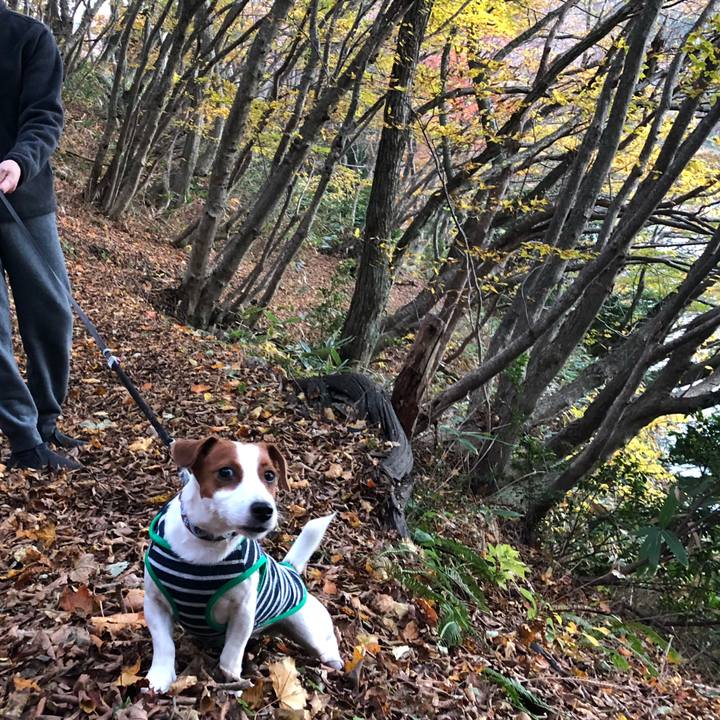 52b7847f cc1e 4c97 9767 c73695f22b7d 1541836907832