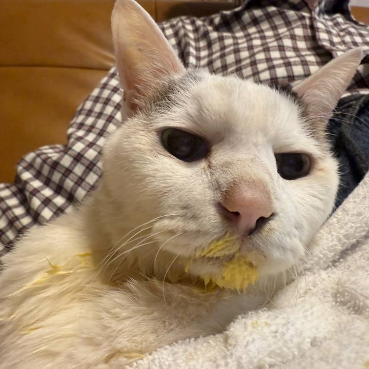 52bca7cb dcda 4ad4 8e17 6bce150e79c1 1771325224012