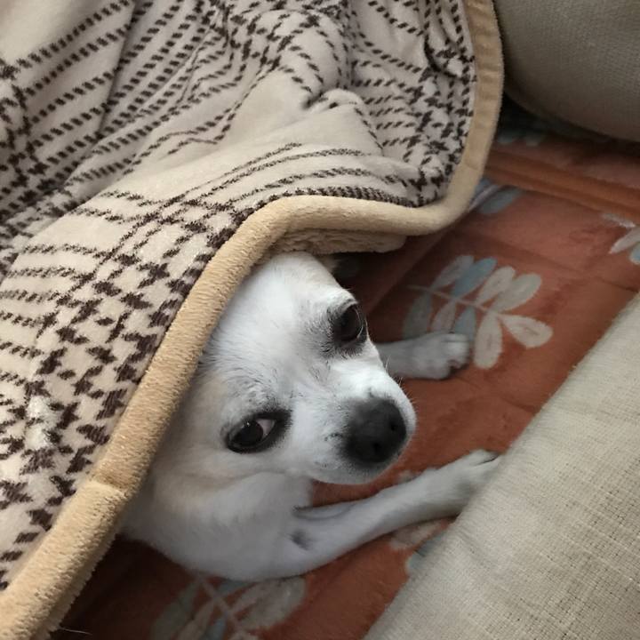 52be4ebc 528a 49d9 8b92 742aacc4ba5e 1508413927932