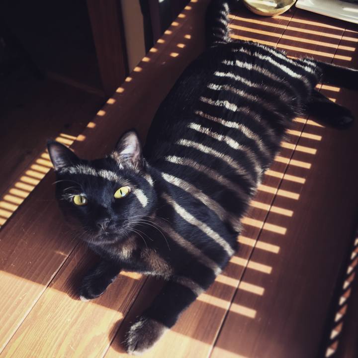 52c00ea9 a342 4161 a17a 2d08eaca36c0 1513219560757