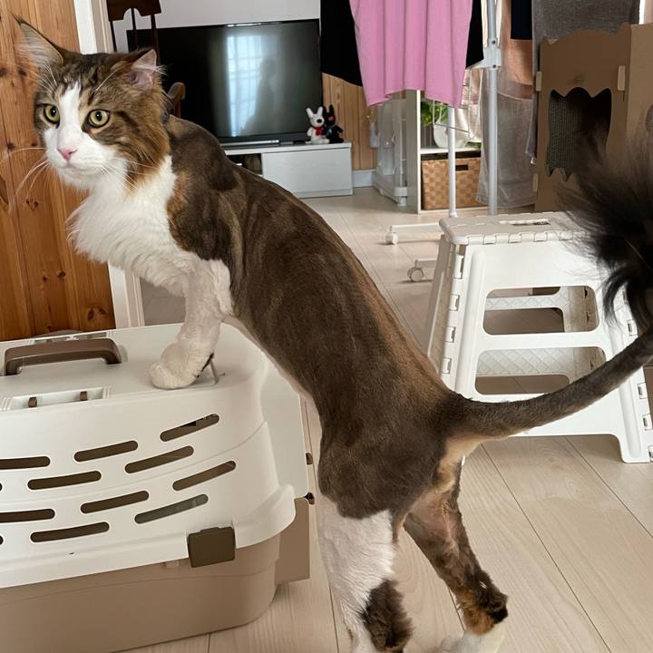 52c0ca16 460c 4747 8746 da190e3d54f8 1658645014393