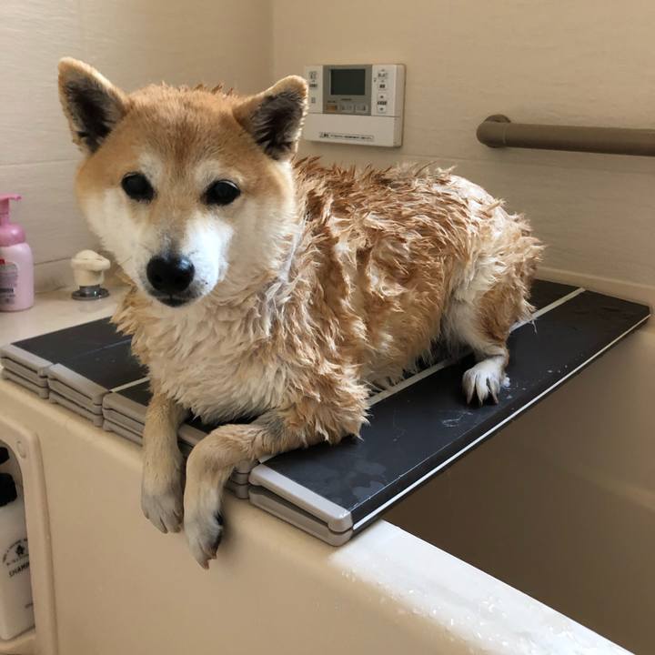 52c0d1bd 7472 4790 8b72 65923be45d60 1557059019319