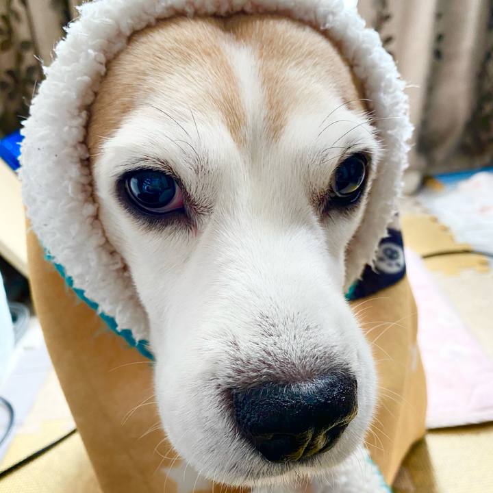 52c1f0dc a2af 434c 8b8c e1dd25627d9c 1616645488597