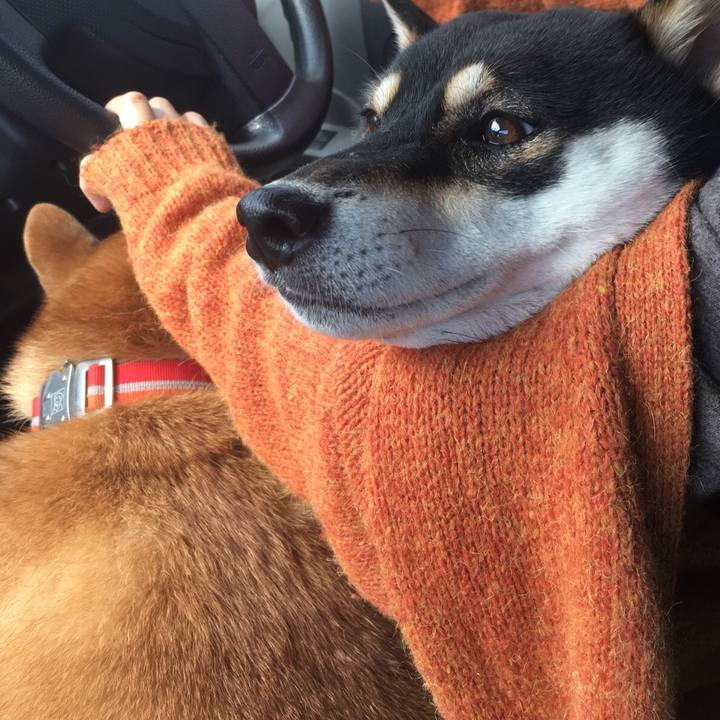 52c2d5e2 8d0e 4820 98be b80a233541ca 1538799516818