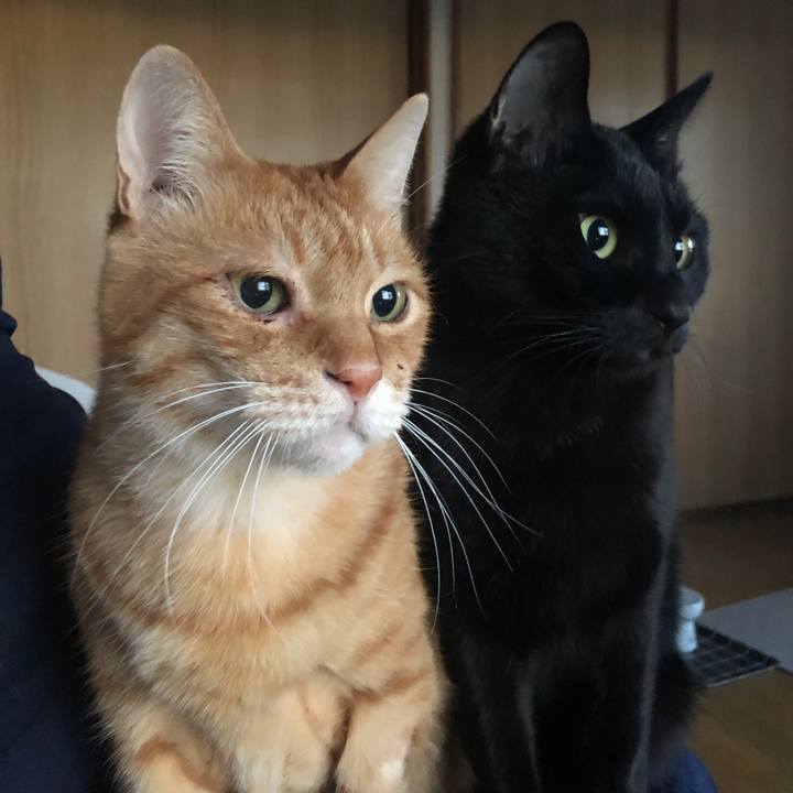 52c4434b 96f0 4e28 a560 d7aaafef98aa 1668461643384