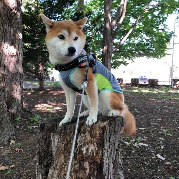 52c4483c 7db1 4384 8aba 19c27fea86a9 1558571739673