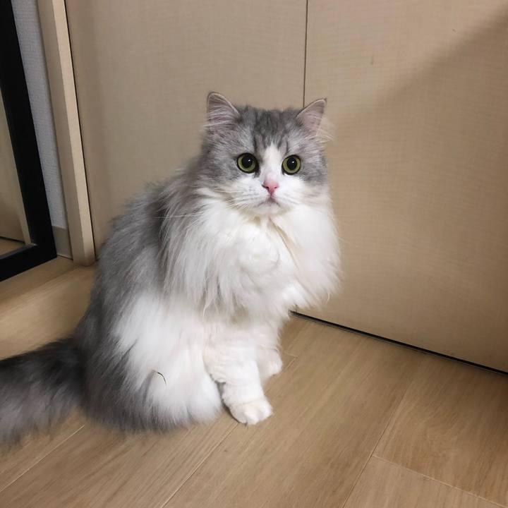 52c48d12 1cf3 4c60 8dca 78ac585482a2 1581907845119